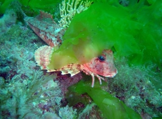  Nascondino acquatico 